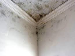 Best Mold Remediation for Rental Properties  in Avon Park, FL