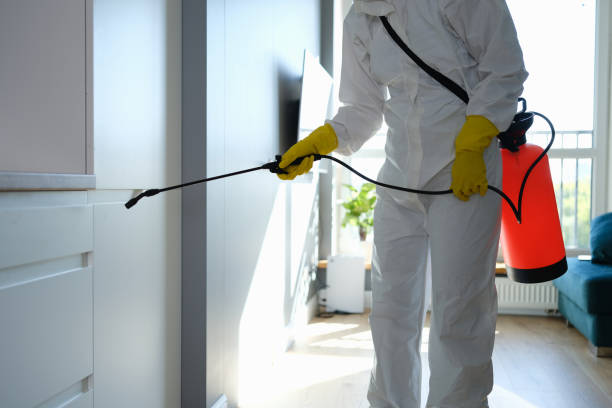 Best Black Mold Removal  in Avon Park, FL