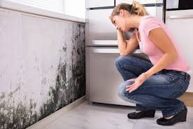 Best Residential Mold Inspection & Testing  in Avon Park, FL